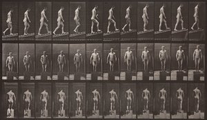 Animal Locomotion, Plate 74 by Eadweard Muybridge
